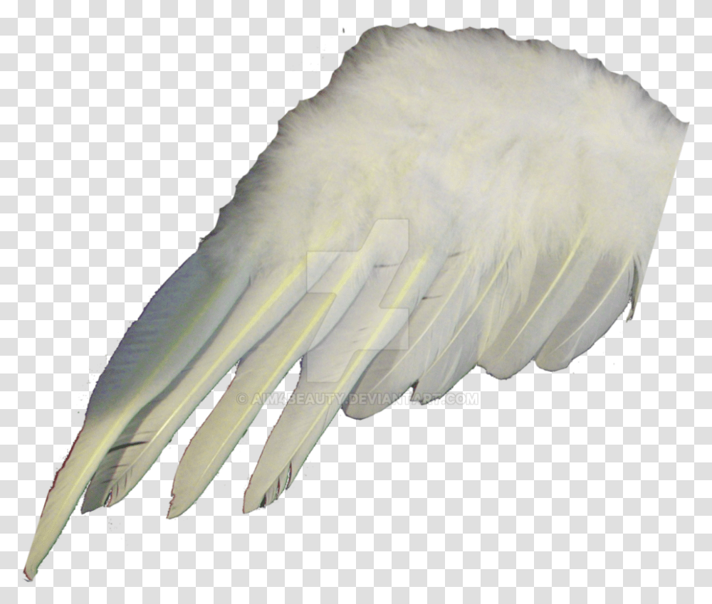 Angel Or Wing By Claw, Parrot, Bird, Animal, Cockatoo Transparent Png