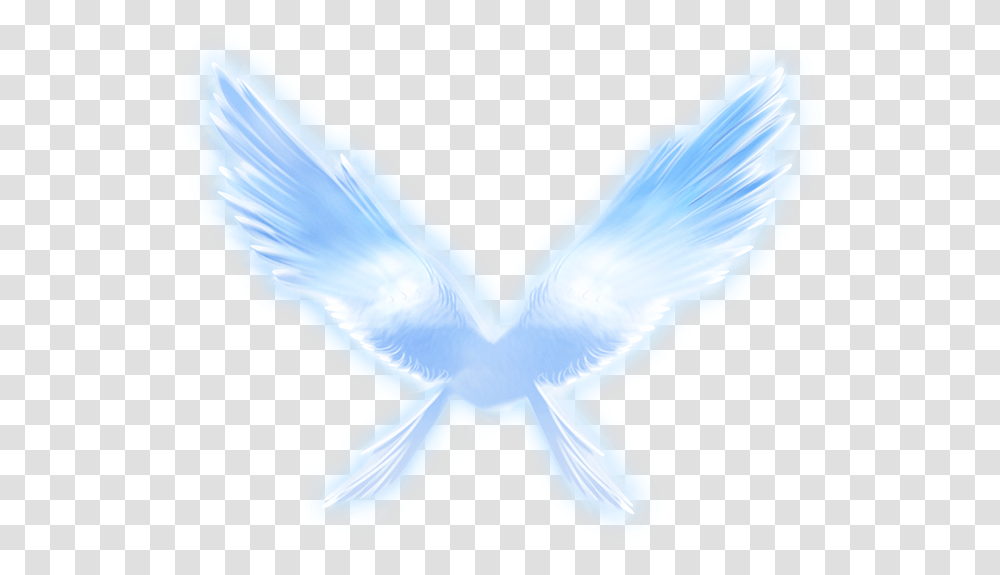 Angel Vector Feather Wing Pigeons And Doves, Bird, Animal Transparent Png