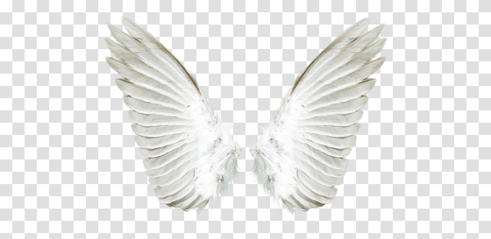 Angel Wing Angel Wings, Bird, Animal Transparent Png
