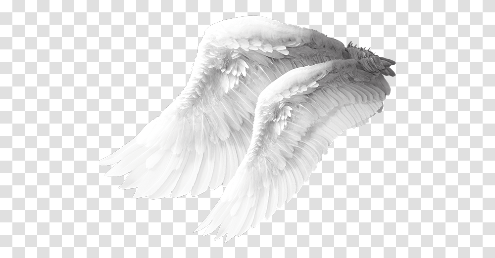 Angel Wing Columbidae Bird Angel Wings Material Angel Wings, Animal, Art, Swan, Archangel Transparent Png