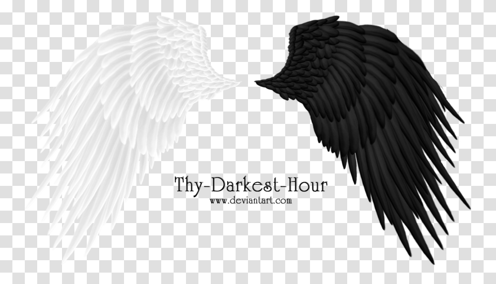 Angel Wings 08 By Thy Darkest Hour On Clipart Library Alas Formato, Bird, Animal, Archangel, Eagle Transparent Png