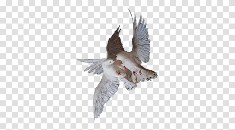Angel Wings Aesthetic Bird, Animal, Dove, Pigeon Transparent Png