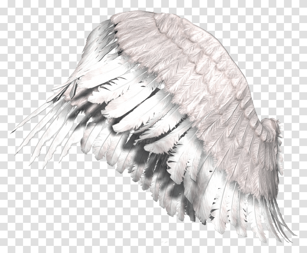 Angel Wings Alas, Bird, Animal, Waterfowl, Flying Transparent Png