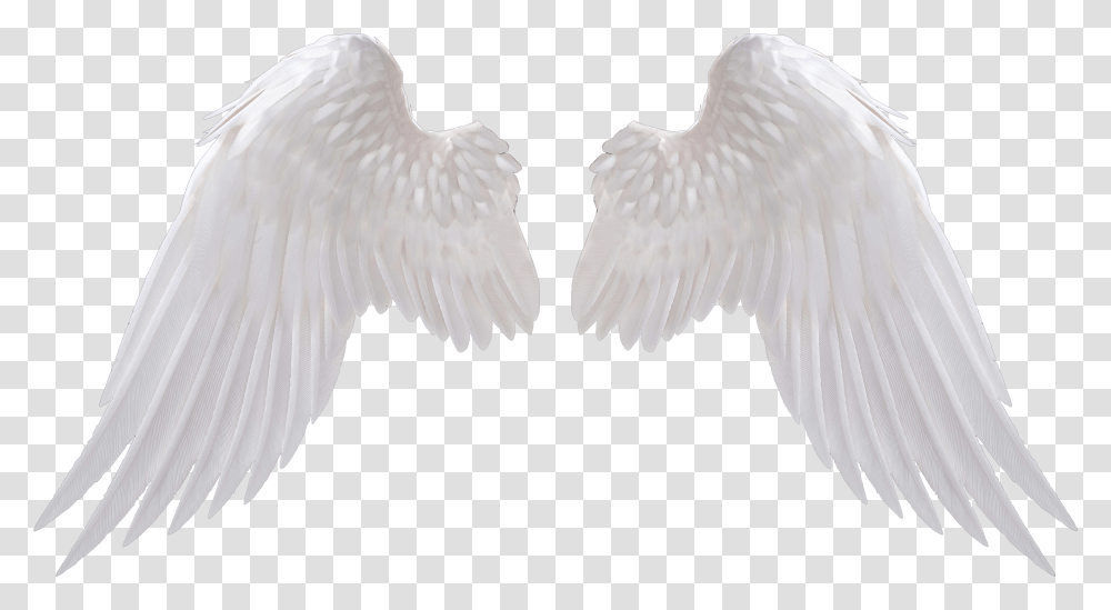 Angel Wings Background Angel Wings Transparent Png