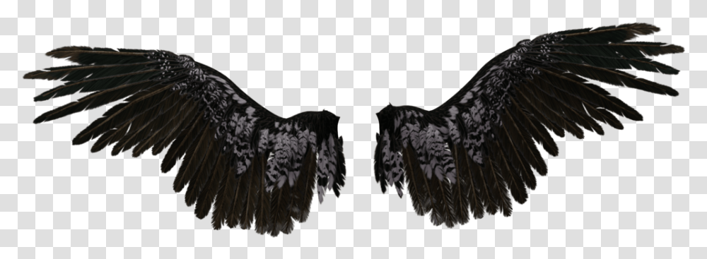 Angel Wings Black Angel Wings, Vulture, Bird, Animal, Eagle Transparent Png