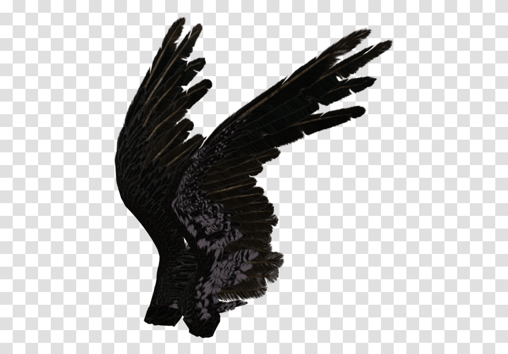 Angel Wings Black Side, Eagle, Bird, Animal, Vulture Transparent Png