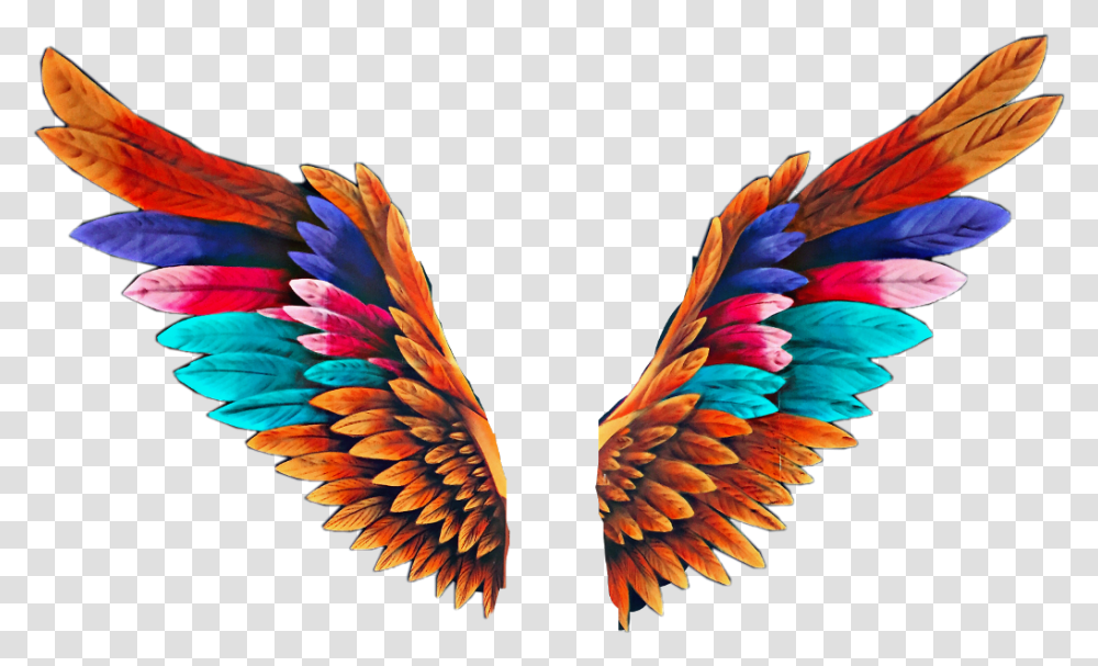 Angel Wings Colorful, Bird, Animal, Flying Transparent Png