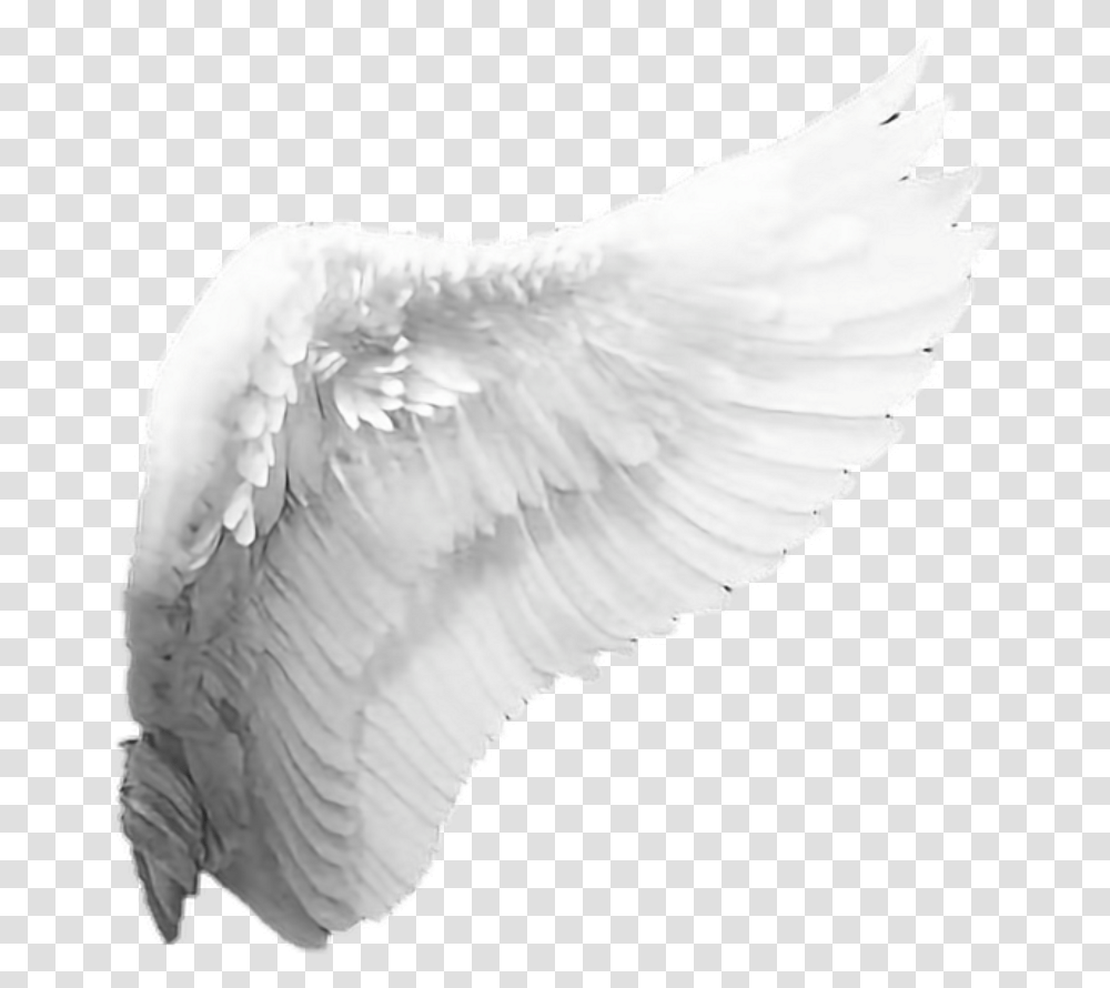 Angel Wings Download Angel Wings No Background, Bird, Animal, Archangel Transparent Png