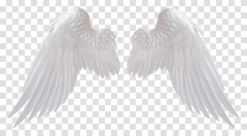 Angel Wings Download Image 1 Vector Clipart Psd White Angel Wings, Bird, Animal, Cupid, Eagle Transparent Png