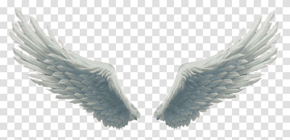 Angel Wings For Picsart, Bird, Animal, Archangel, Angora Transparent Png