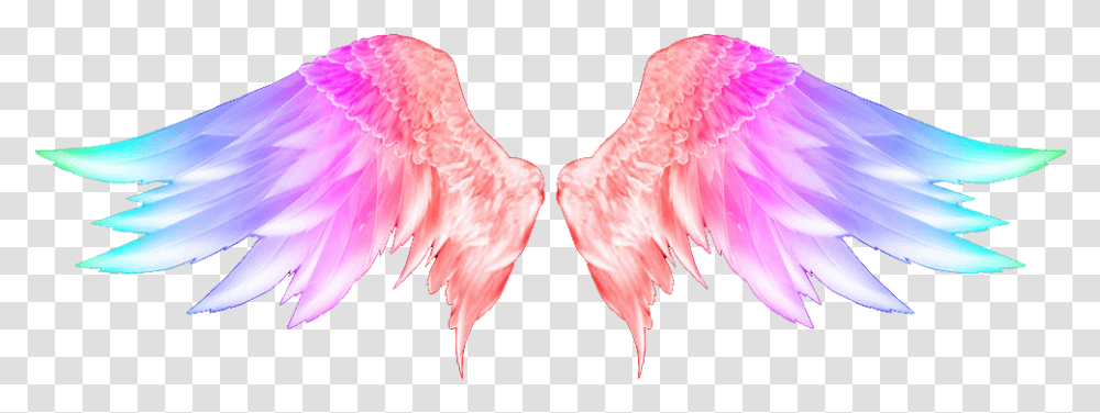 Angel Wings Hd, Bird, Animal, Flamingo Transparent Png