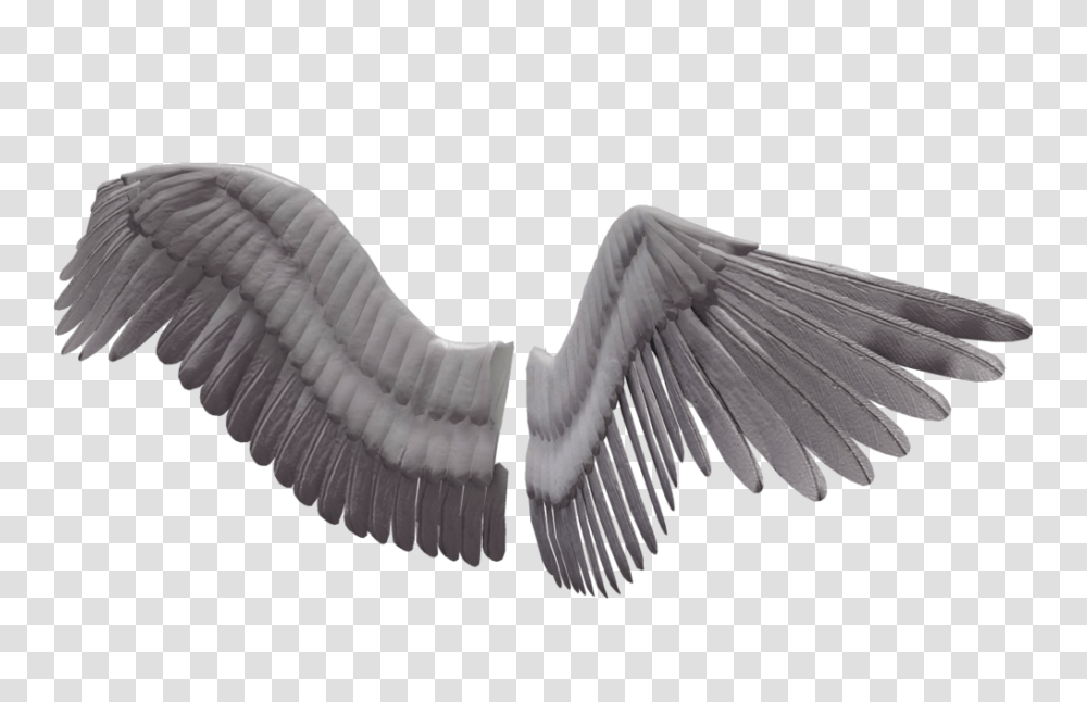 Angel Wings Image Background Bird Wings, Animal, Flying, Waterfowl, Art Transparent Png