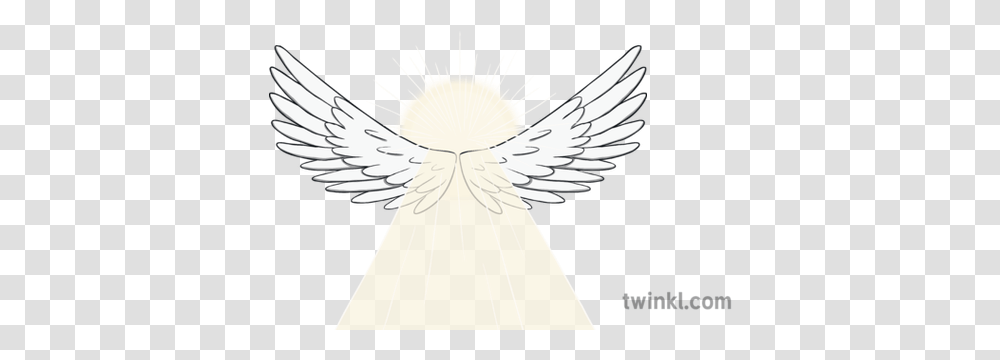 Angel Wings Light Shine Religion Ks1 Illustration Twinkl Eagle, Animal, Bird, Dove, Pigeon Transparent Png