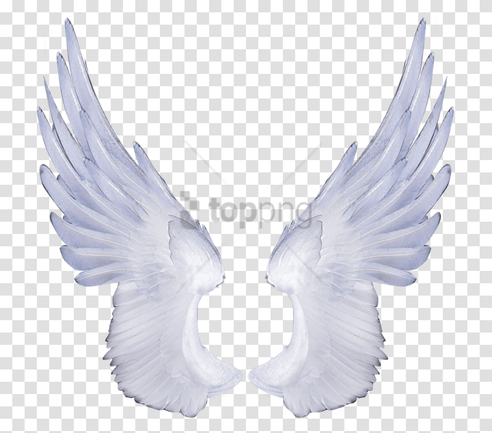 Angel Wings No Background, Bird, Animal, Pigeon, Dove Transparent Png