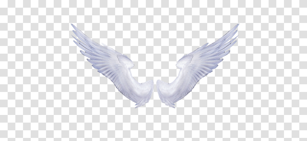 Angel Wings Paw Print Clipart, Bird, Animal, Dove, Pigeon Transparent Png