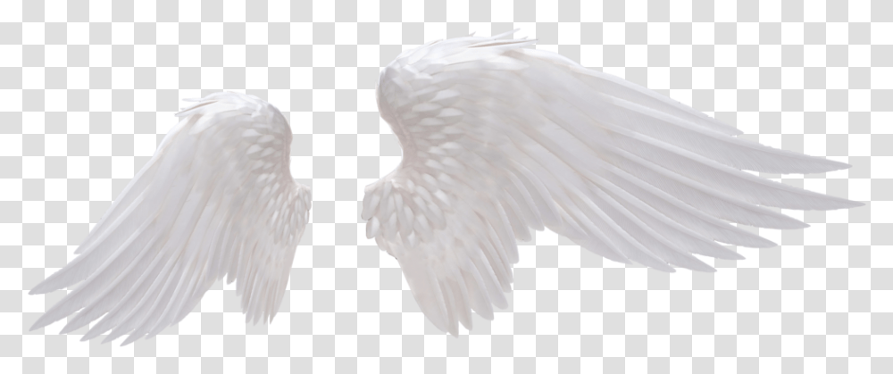 Angel Wings Realistic Angel Wings, Bird, Animal, Dove, Pigeon Transparent Png
