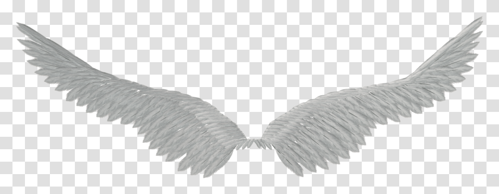 Angel Wings Tumblr Aile Fond, Bird, Animal, Archangel Transparent Png