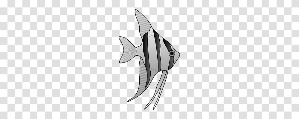 Angelfish Animals, Sea Life, Person, Human Transparent Png