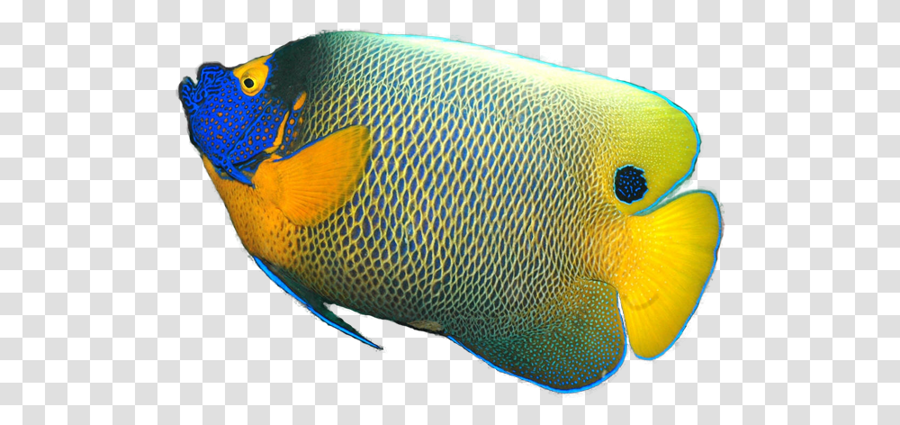 Angelfish Background Mart Angel Fish No Background, Sea Life, Animal, Rock Beauty Transparent Png