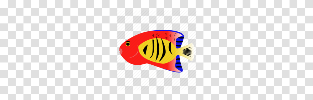 Angelfish Clipart, Animal, Rock Beauty, Sea Life, Amphiprion Transparent Png