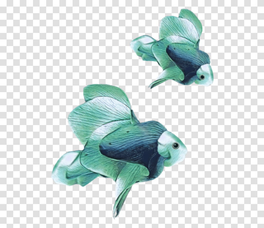 Angelfish Pomacentridae, Sea Life, Animal, Bird, Surgeonfish Transparent Png