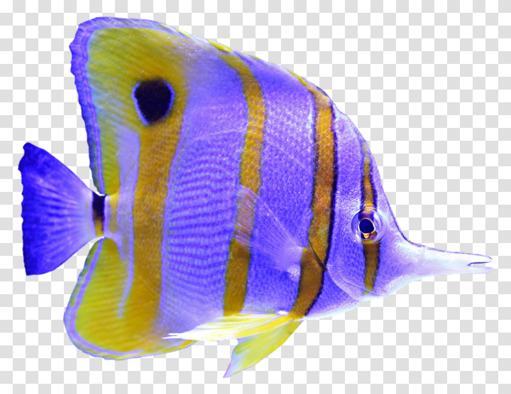 Angelfish Purple Fish Underwater Sealife Holacanthus, Sea Life, Animal, Bird, Surgeonfish Transparent Png