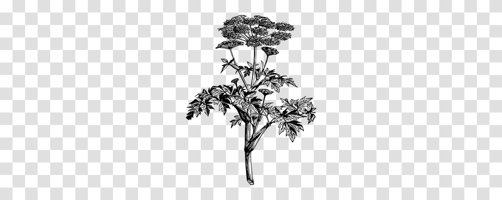Angelica Nature, Gray, World Of Warcraft Transparent Png