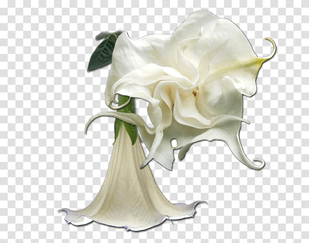Angels Trumpets Garden Roses, Plant, Flower, Blossom, Petal Transparent Png