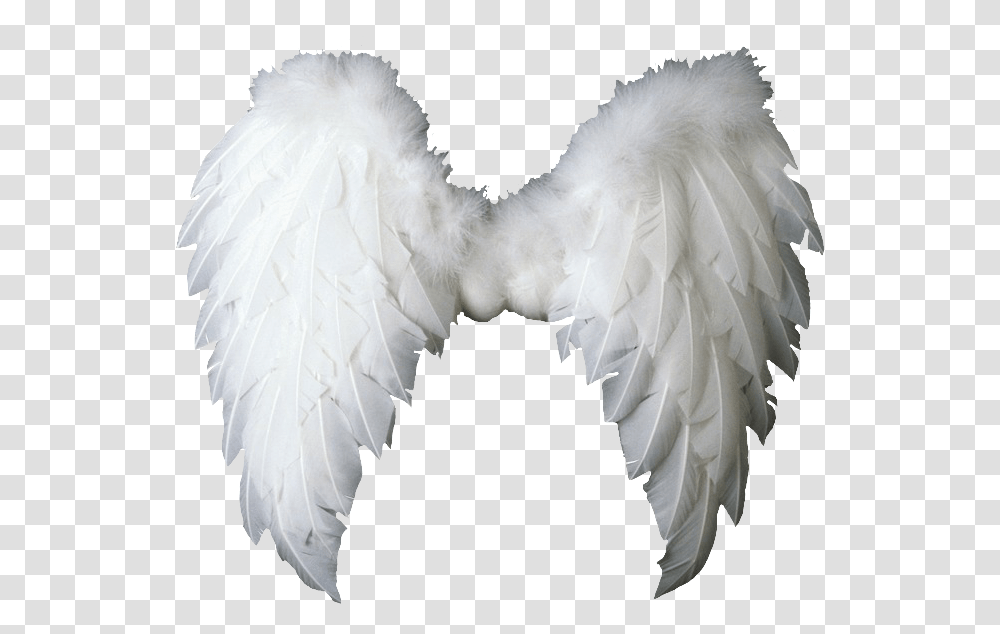 Angelwings Angels Angel Wings Feathers Fly Costume Angel Wings Victoria Secret, Bird, Animal Transparent Png