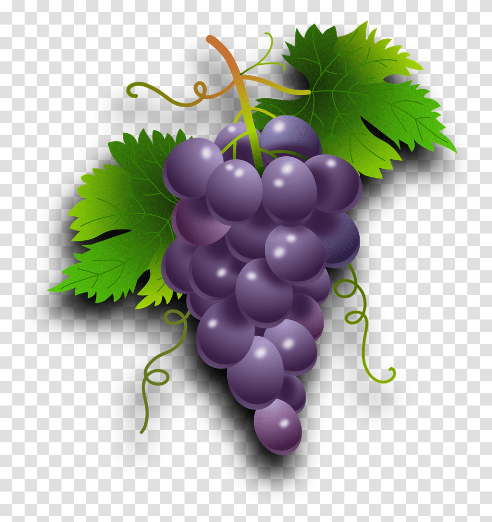 Anggur, Plant, Grapes, Fruit, Food Transparent Png