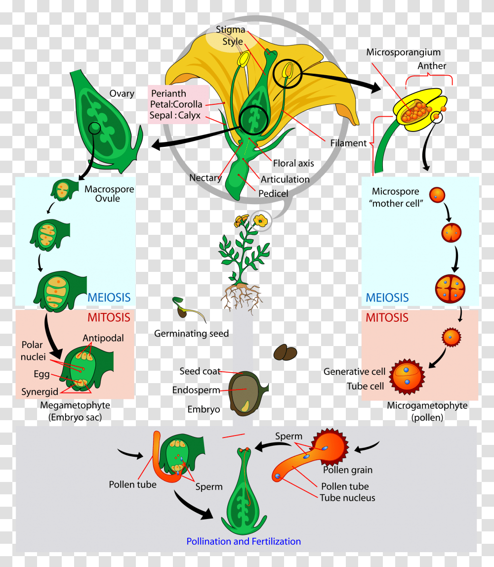 Angiosperm Life Cycle, Label, Bird, Flyer Transparent Png