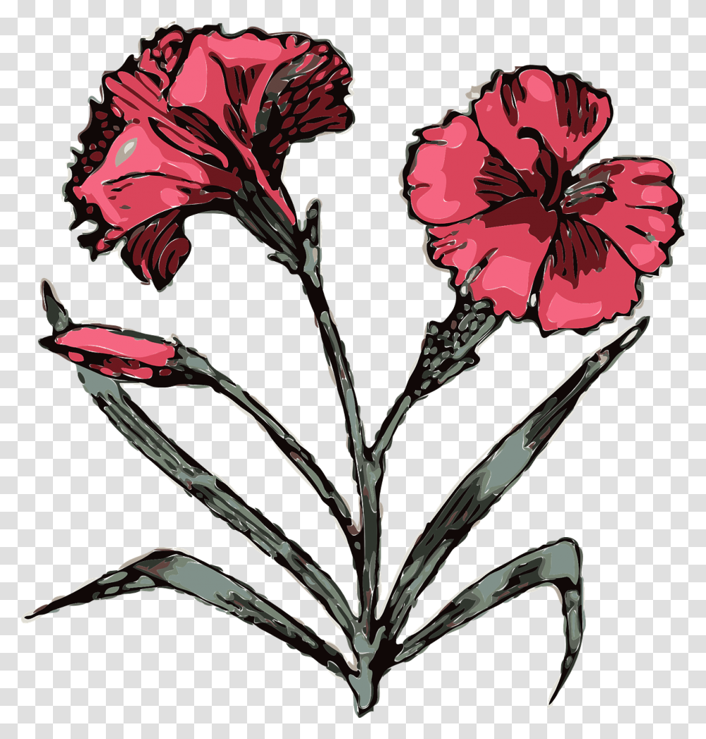 Angiosperms Clipart, Plant, Flower, Blossom, Carnation Transparent Png