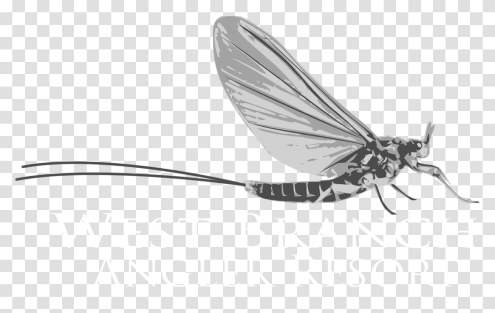 Angler Fish, Insect, Invertebrate, Animal, Dragonfly Transparent Png
