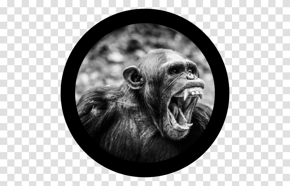 Angry Ape, Wildlife, Mammal, Animal, Head Transparent Png