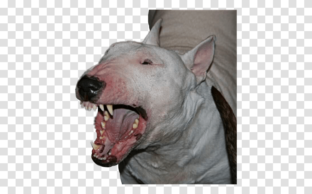 Angry Bullterrier Breed Dog Pet Animal Mansbestfriend, Snout, Pig, Mammal, Teeth Transparent Png