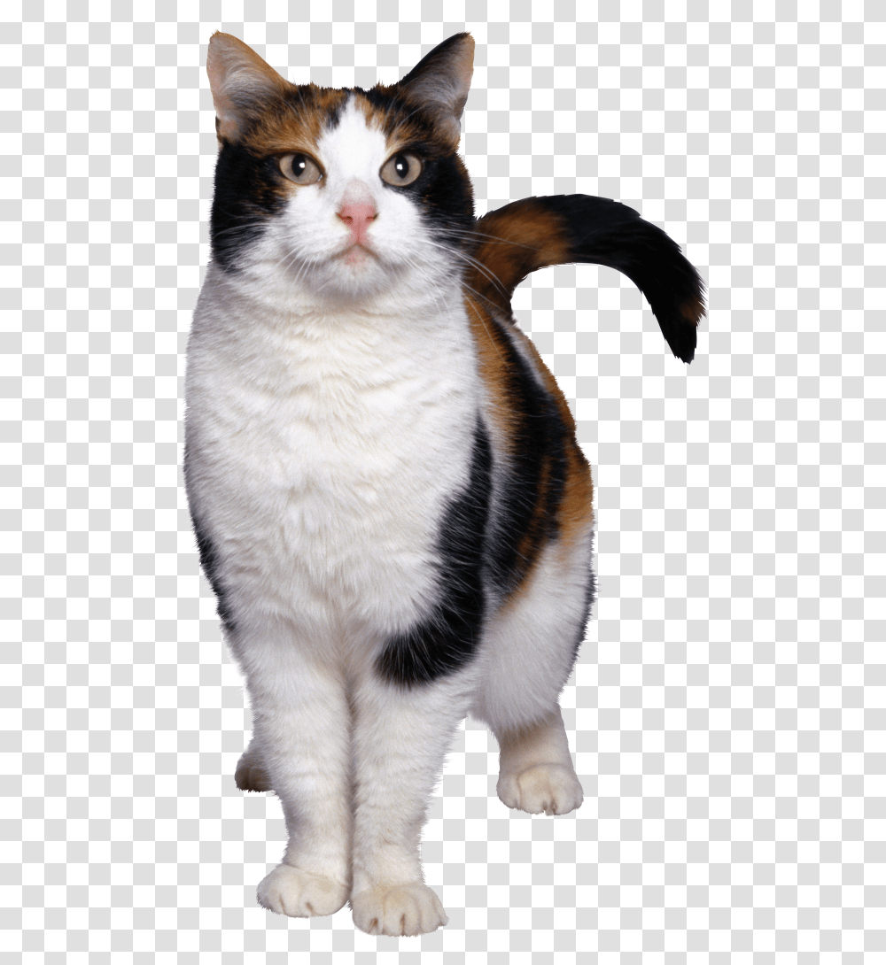 Angry Cat Cat Hd, Manx, Pet, Mammal, Animal Transparent Png