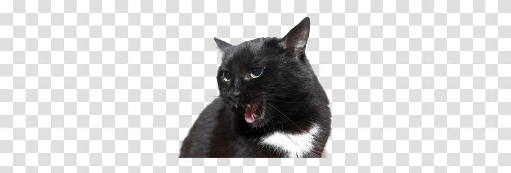 Angry Cat Download Image Angry Cat, Pet, Mammal, Animal, Black Cat Transparent Png
