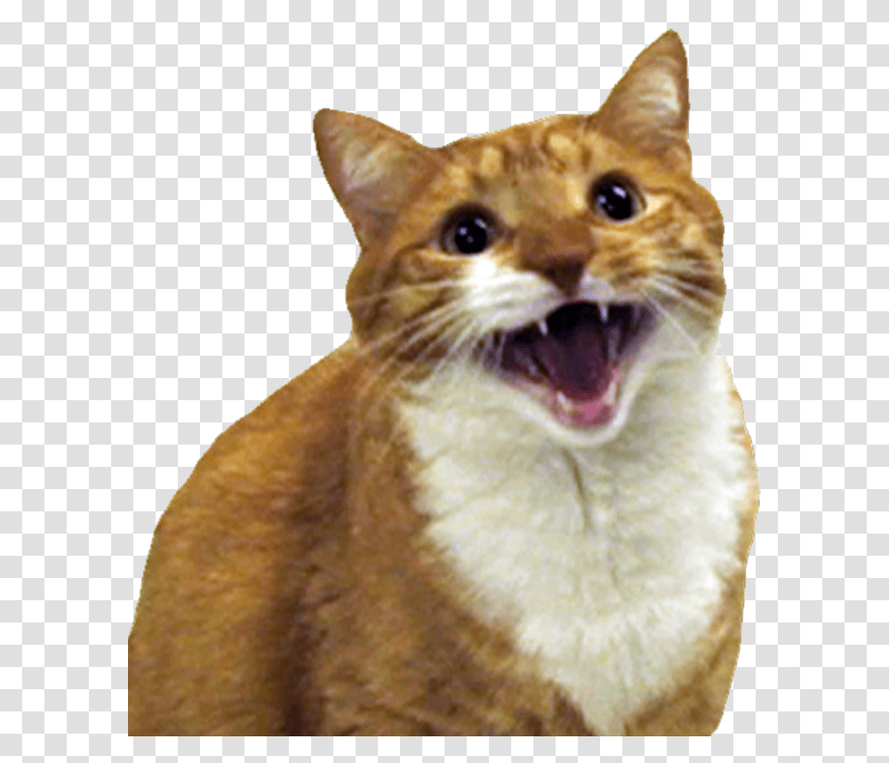 Angry Cat Free Image Cats Are Ass Holes, Abyssinian, Pet, Mammal, Animal Transparent Png