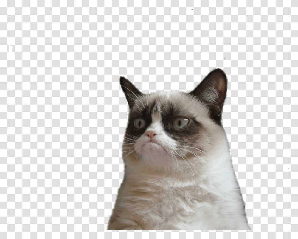 Angry Cat Picture Grumpy Cat Background, Pet, Mammal, Animal, Siamese Transparent Png