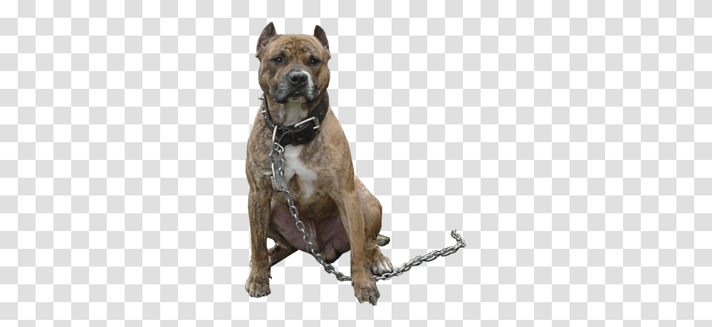 Angry Dog Hd Hdpng Images Pluspng Taukeer Editz All, Pet, Canine, Animal, Mammal Transparent Png