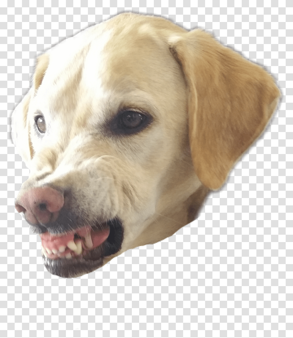 Angry Dog, Pet, Canine, Animal, Mammal Transparent Png
