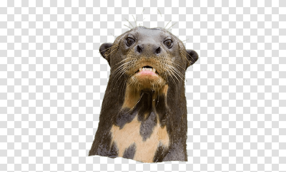 Angry Giant River Otter River Otter, Sea Lion, Mammal, Sea Life, Animal Transparent Png
