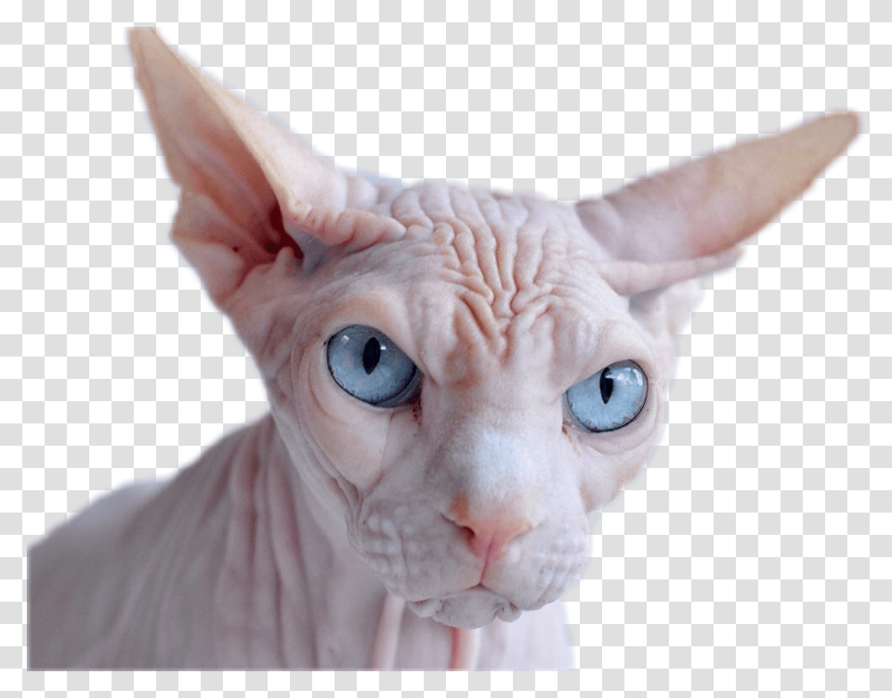 Angry Hairless Cat Sticker Cat With Just Skin, Pet, Mammal, Animal, Person Transparent Png