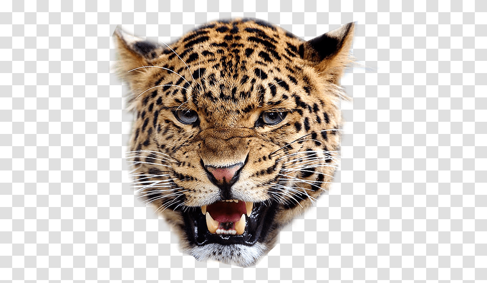 Angry Leopard Background Free Images Cheetah Face Background, Panther, Wildlife, Mammal, Animal Transparent Png