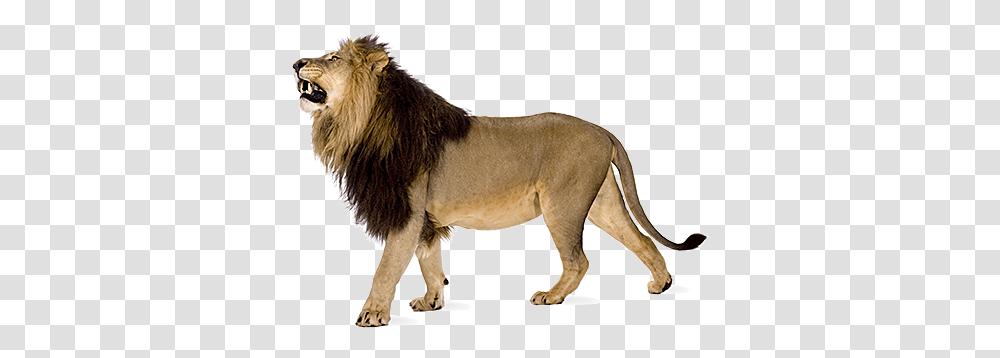 Angry Lion Images Download Angry Lion, Wildlife, Mammal, Animal Transparent Png