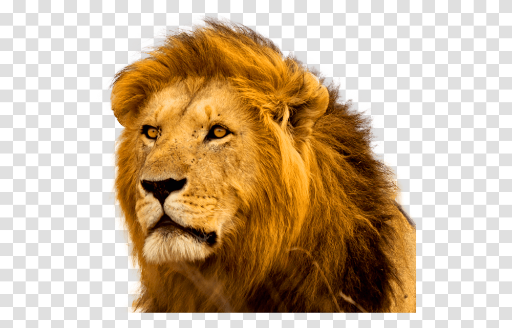 Angry Lion Pic 3d, Wildlife, Mammal, Animal Transparent Png