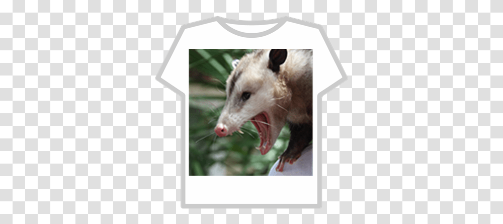 Angry Opossum Roblox Green Roblox Hoodie T Shirt, Wildlife, Animal, Mammal, Pig Transparent Png
