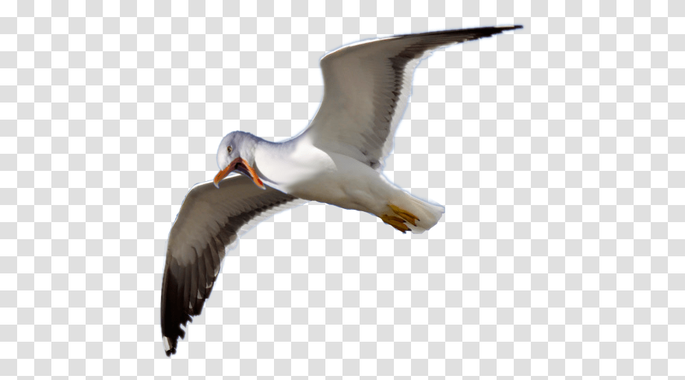 Angry Seagull Badphotoshop European Herring Gull, Bird, Animal, Flying, Beak Transparent Png