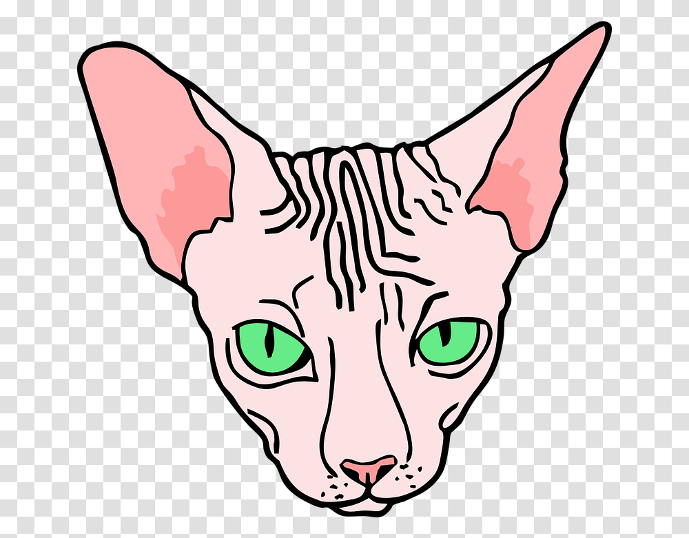 Angry Sphynx Sphinx Sphynx Cat Line Art, Pet, Mammal, Animal, Egyptian Cat Transparent Png
