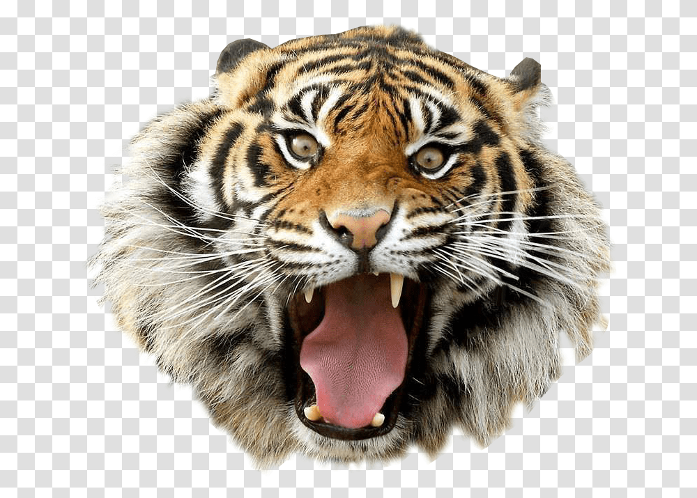 Angry Tiger Image Animal Graphic Image Tiger Image Hd, Wildlife, Mammal Transparent Png